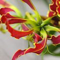 Gloriosa Southern Wind